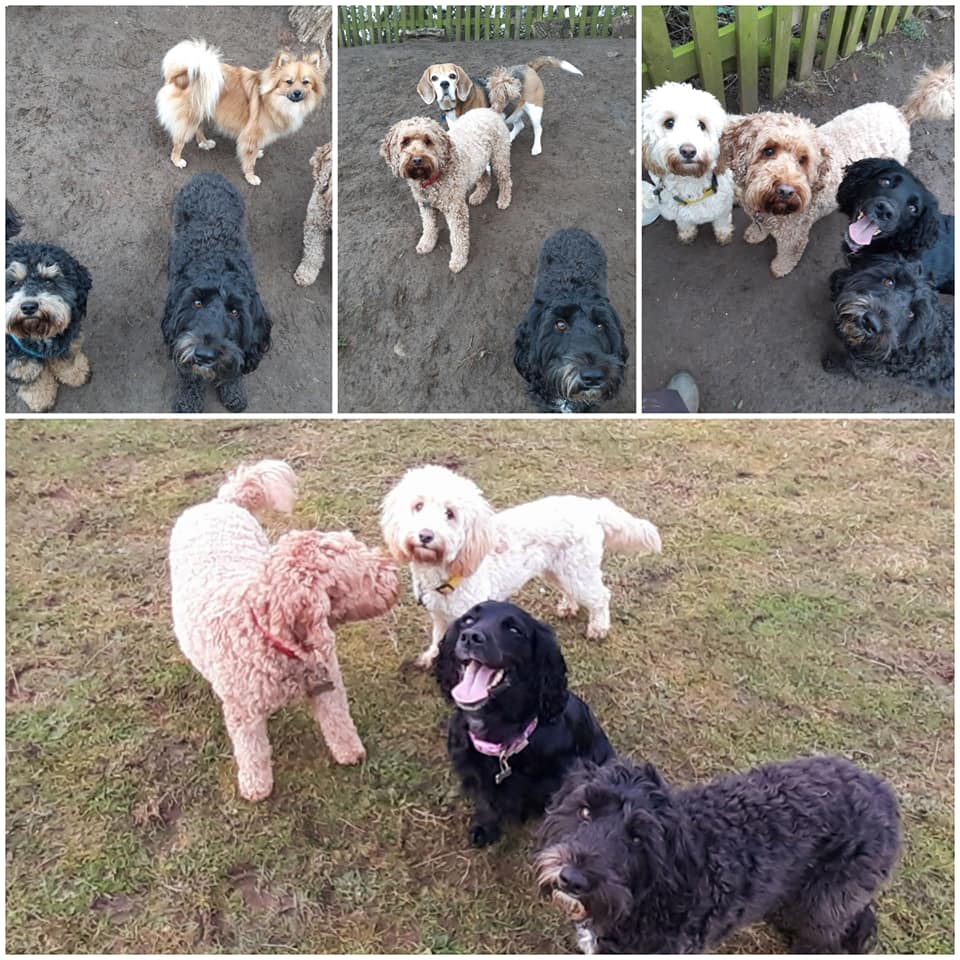 The Wagging Tails Inn