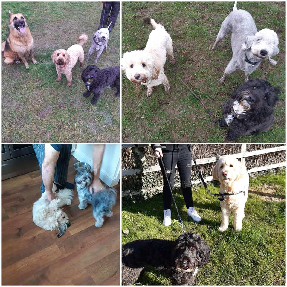 The Wagging Tails Inn