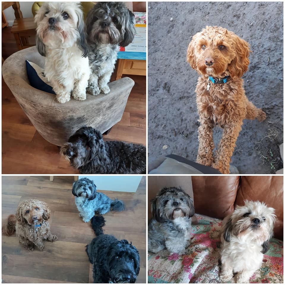 The Wagging Tails Inn