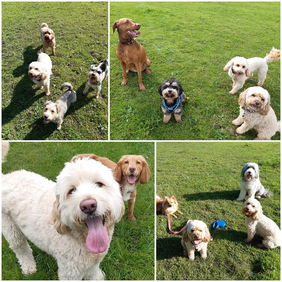The Wagging Tails Inn