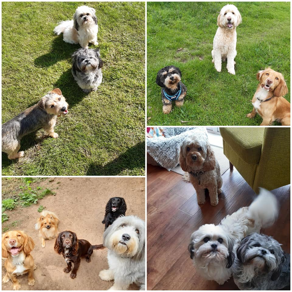 The Wagging Tails Inn