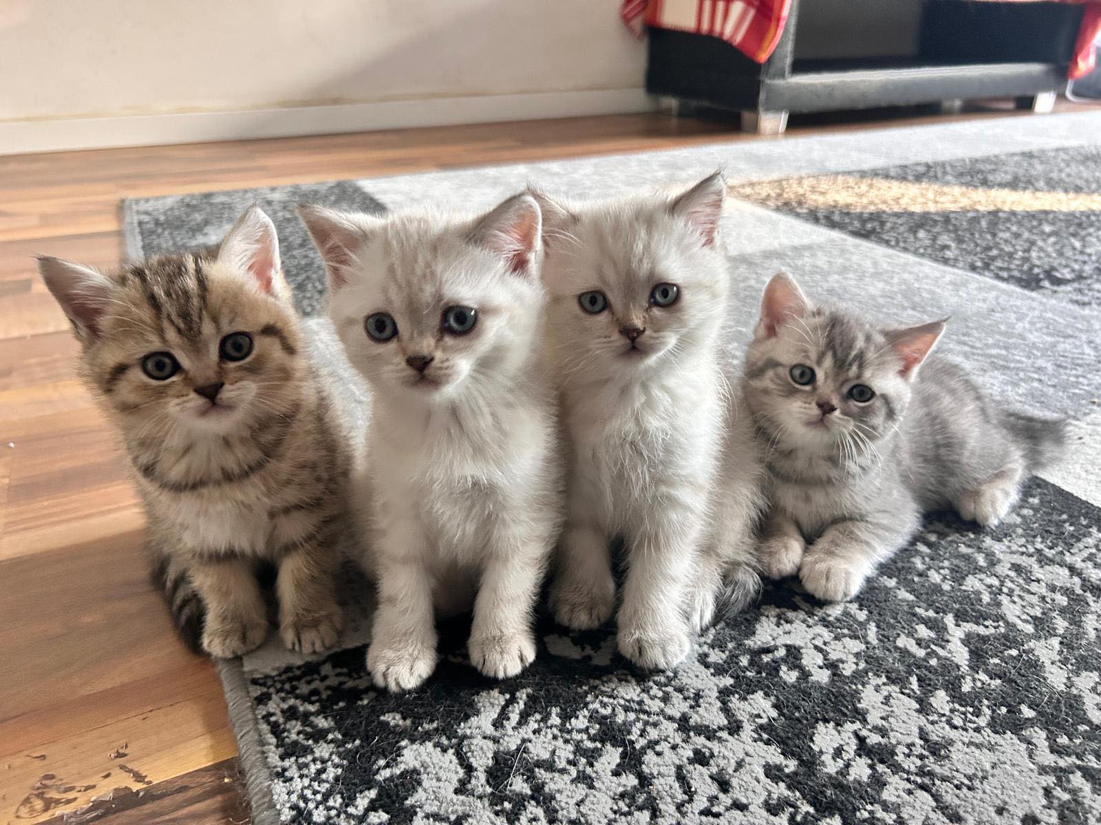 Katzen zu verschenken