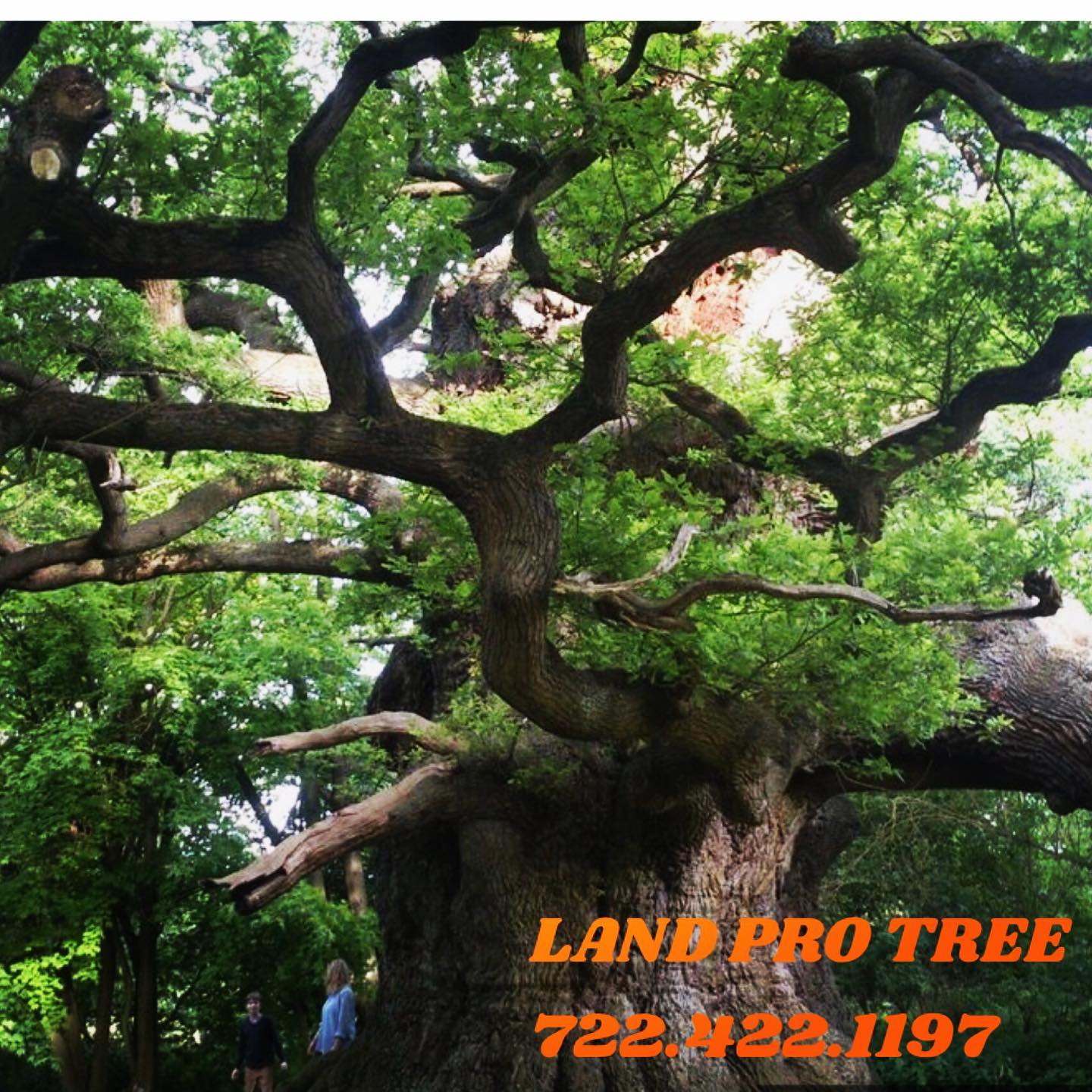 Land Pro Tree & Landscaping Services | Seminole FL