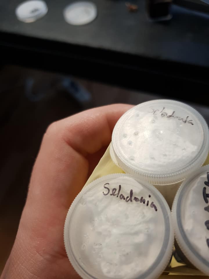 SpiderBook - fågelspindlar... - SpiderBook - fågelspindlar