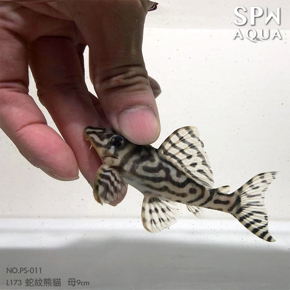 SPW AQUA 特異獨型 L173區