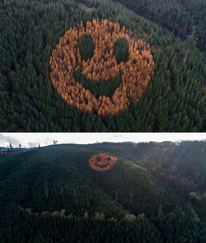 A smiley 🌳🙂🌳 appears every Autumn on this hillside in Polk