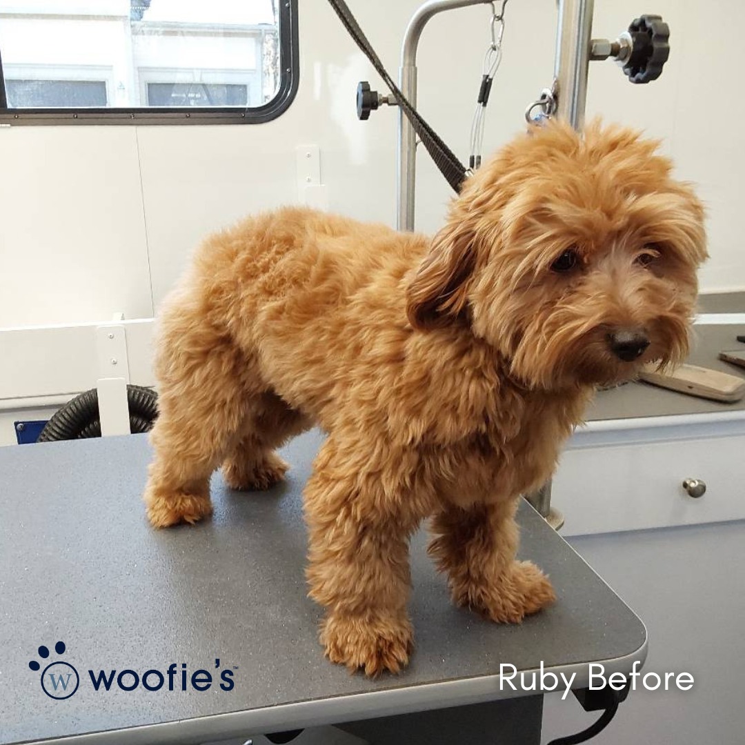 Look at Ruby before and... - Woofie's of Kansas City North
