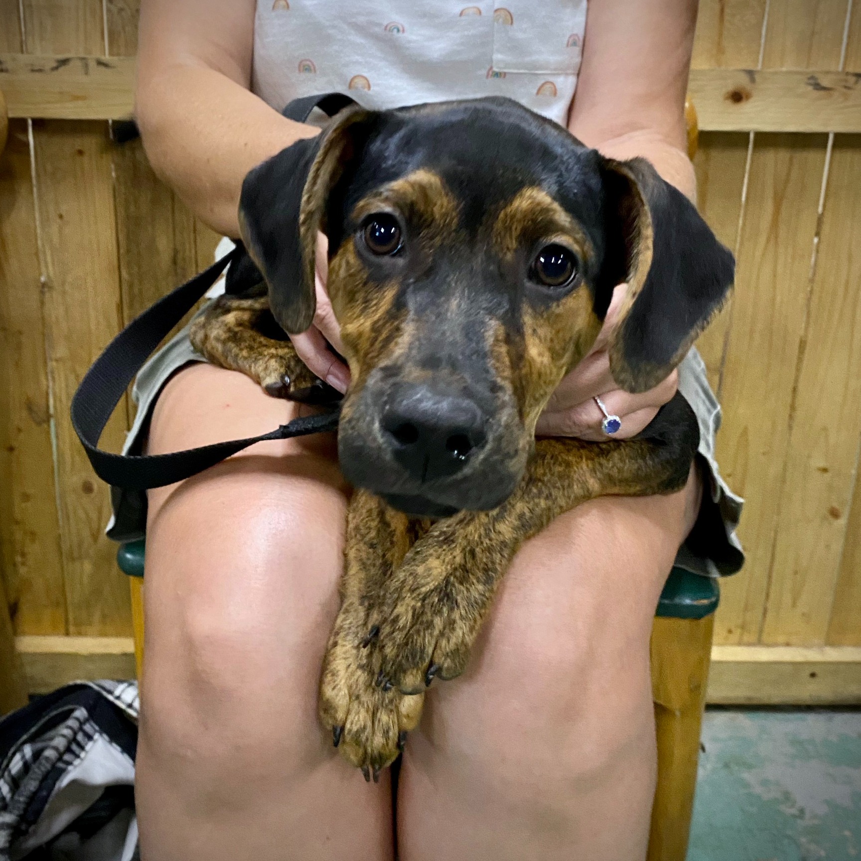 Meet Bruno AKA... - Project Hope Animal Rescue Foundation