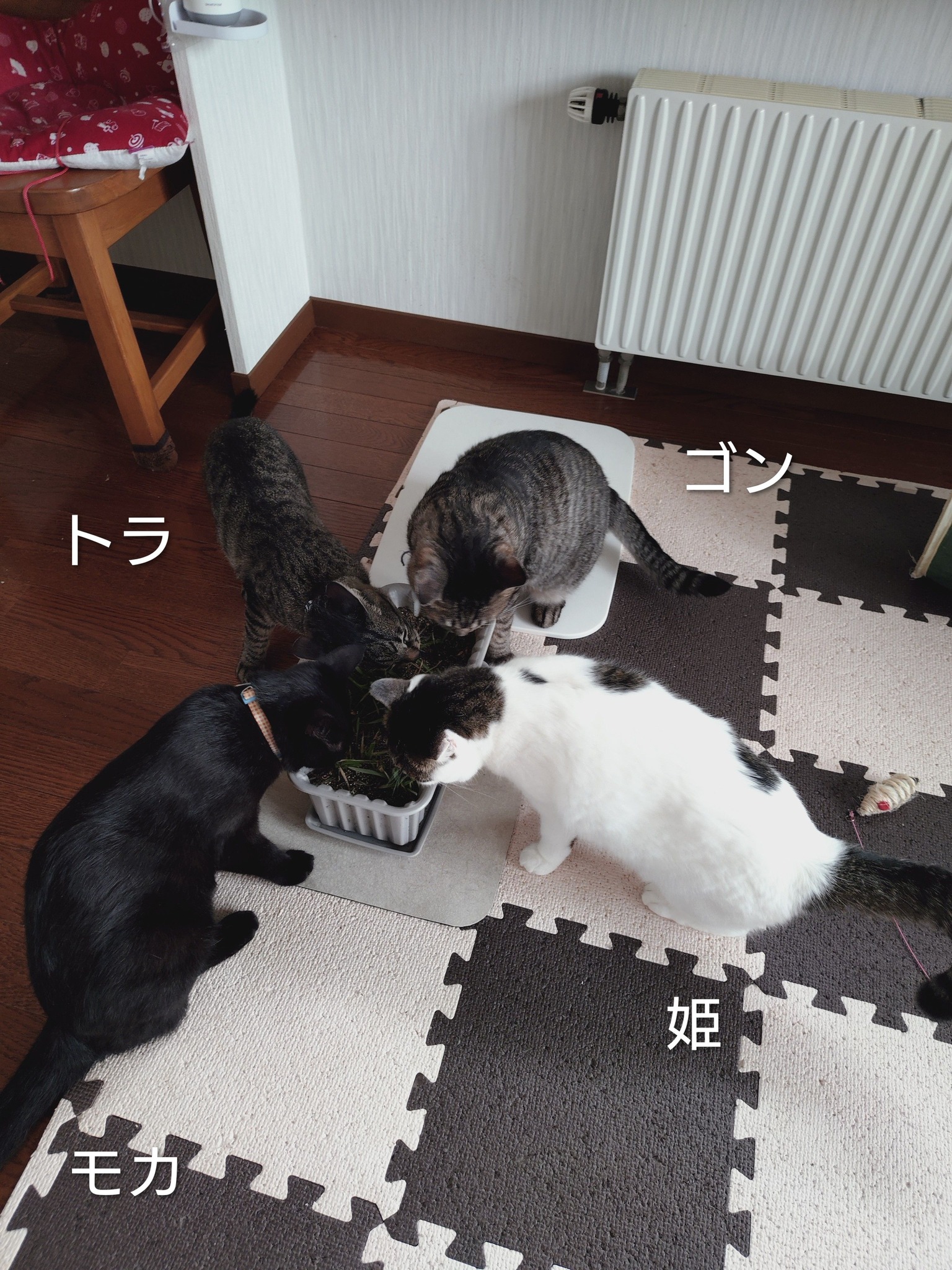 2026/8/14 7:00 猫草タイム AN トラ ゴン 姫 モカ