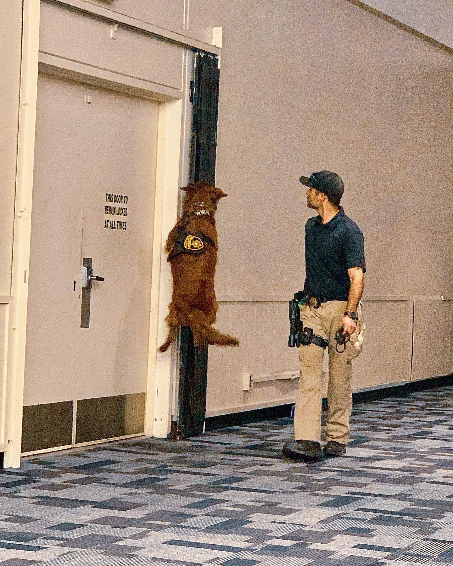 K9 Riley - Riley making those high finds look easy 👀 ⁣ ⁣⁣... | Facebook