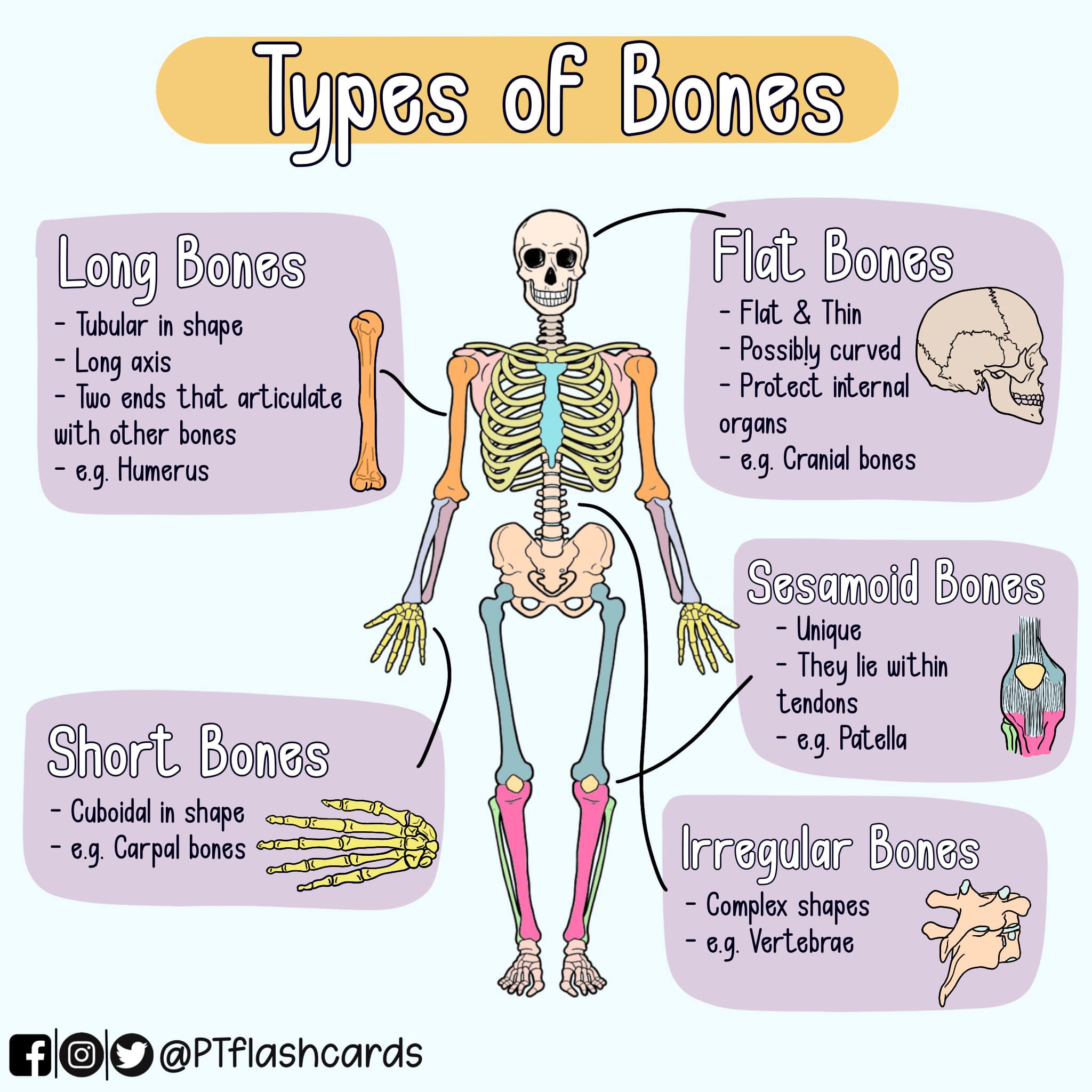 PT Flashcards - TYPES OF BONES Long Bones - They have... | Facebook