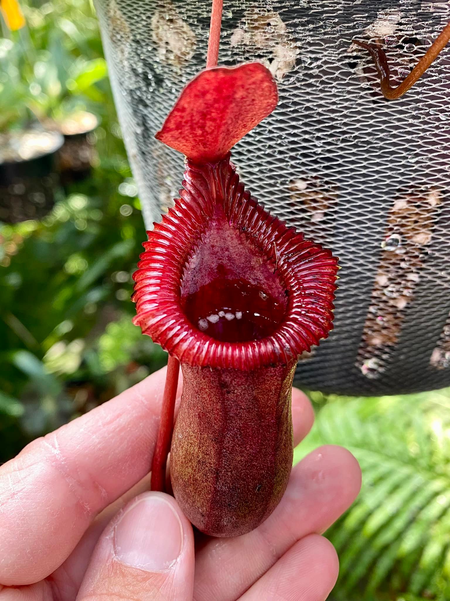 N. Sabre 'Dark Cherry' (EP) (N. ventricosa x N. x trusmadiensis)
