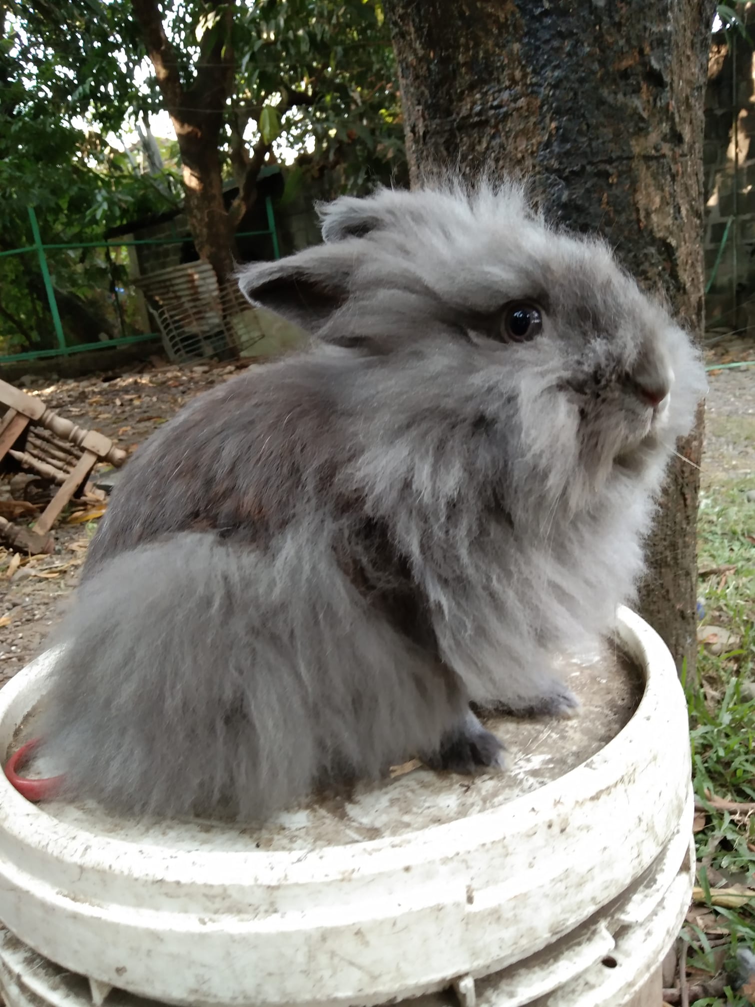 Rabbit sa Bulacan | Facebook