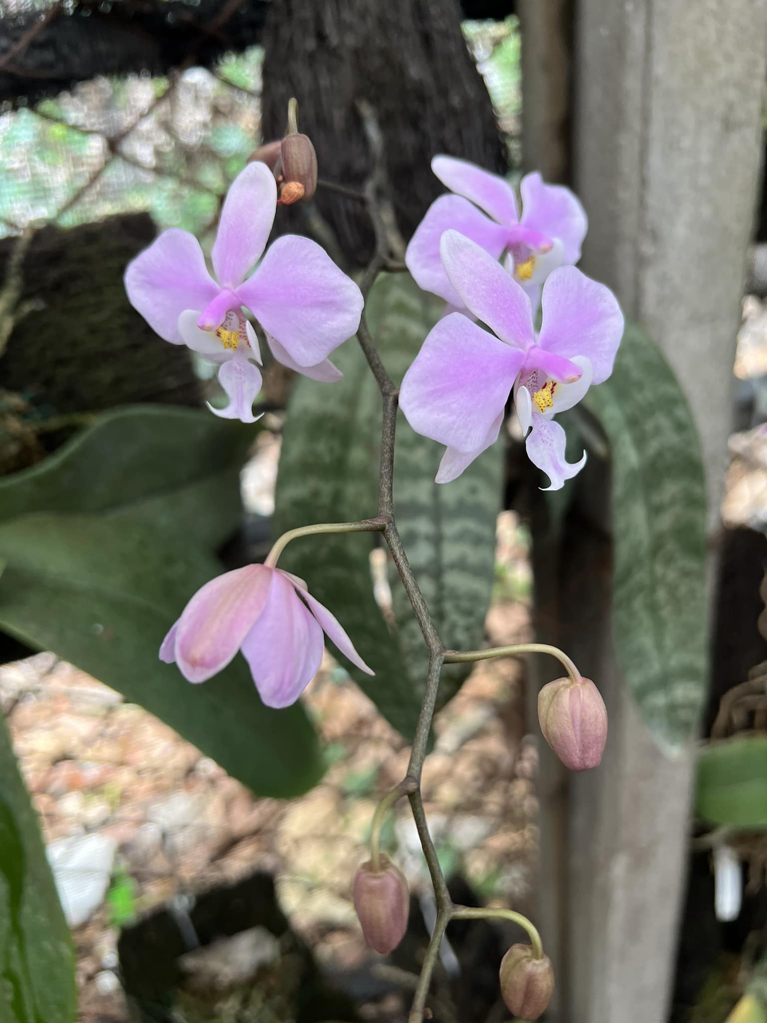 What is the origin of this unique Phal. schilleriana orchid?
