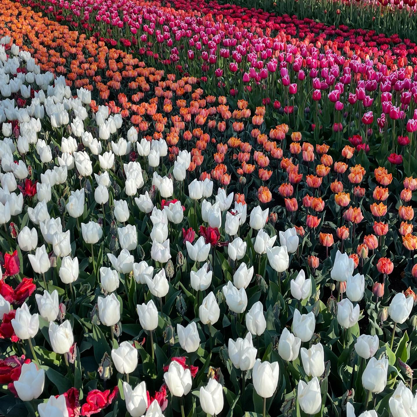 花畑(はなばたけ haha-batake = filed of flowers/flower garden