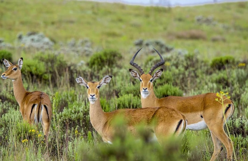 Kitulo is well known... - Tanzania National Parks (TANAPA)