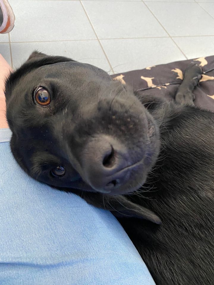 It's Forfar Friday! Catch up on the... - Guide Dogs Scotland