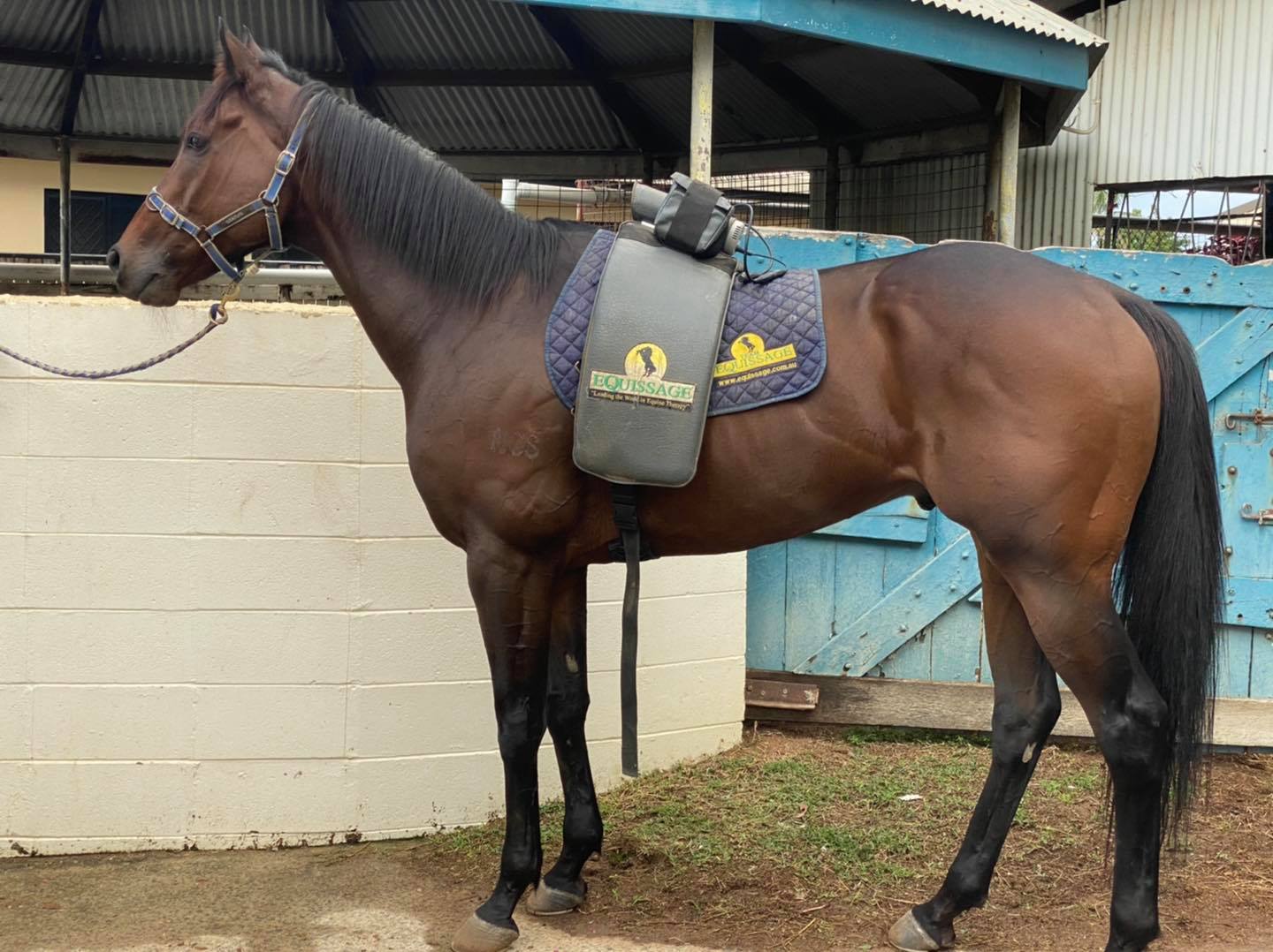 JLH Racing - 🌈 Happy dance Update - Boof has found a home... | Facebook