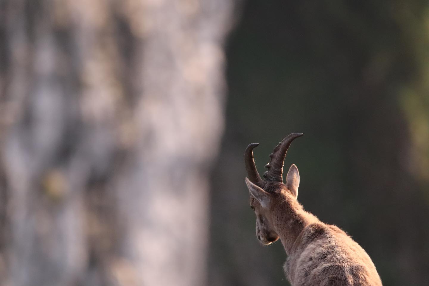 Le Parnal 🐐 Capra Ibex... - Mathis Masson Photographie