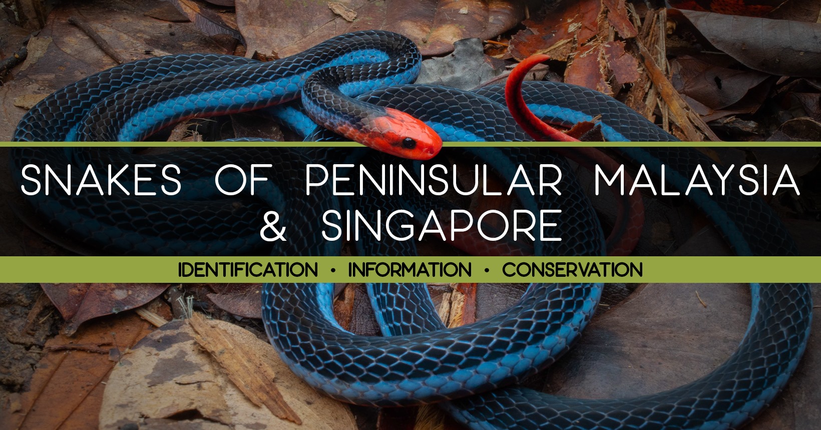 Snakes of Peninsular Malaysia & Singapore | Langkawi... Paradise tree ...
