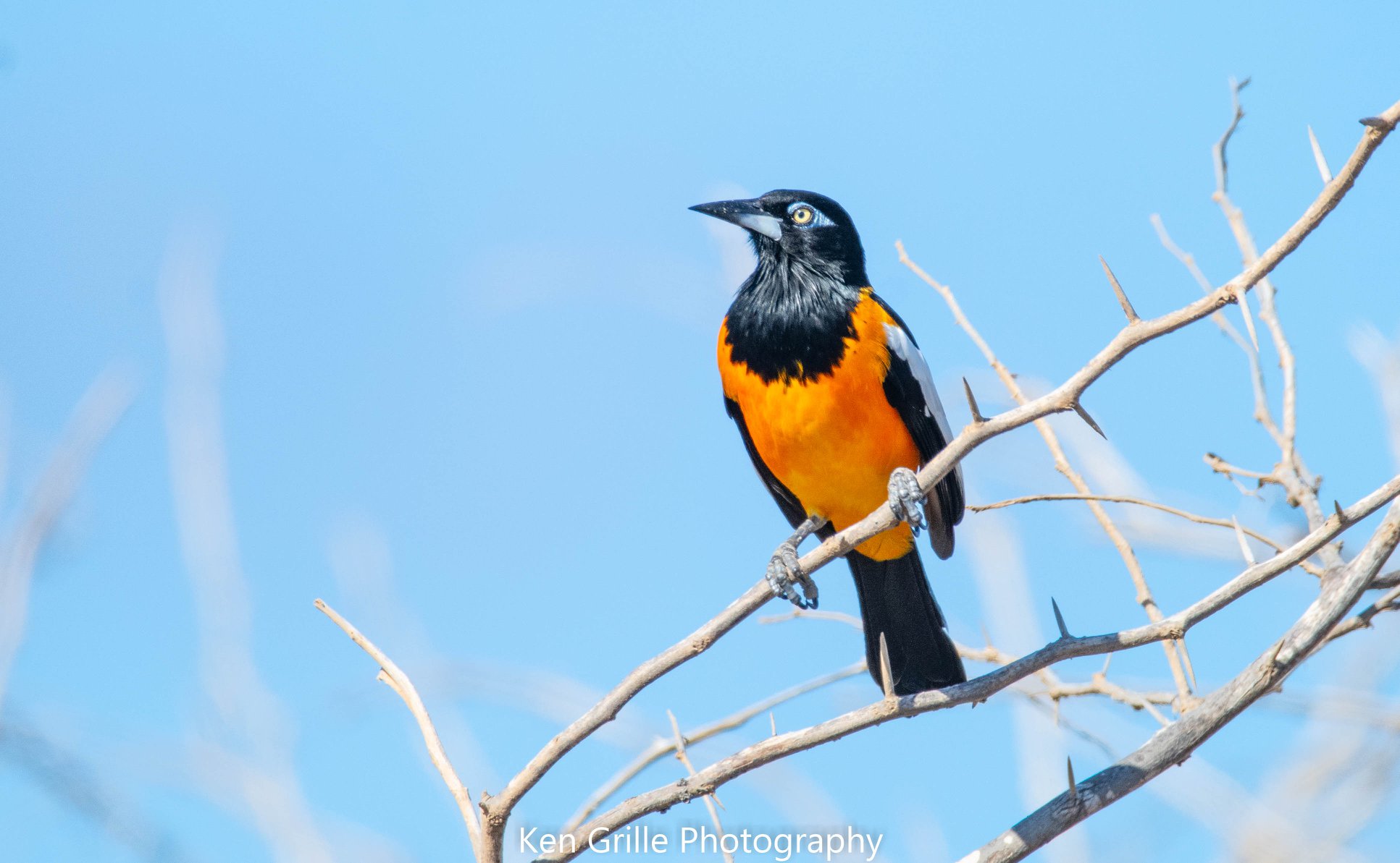 Venezuelan troupial, a unique and beautiful bird
