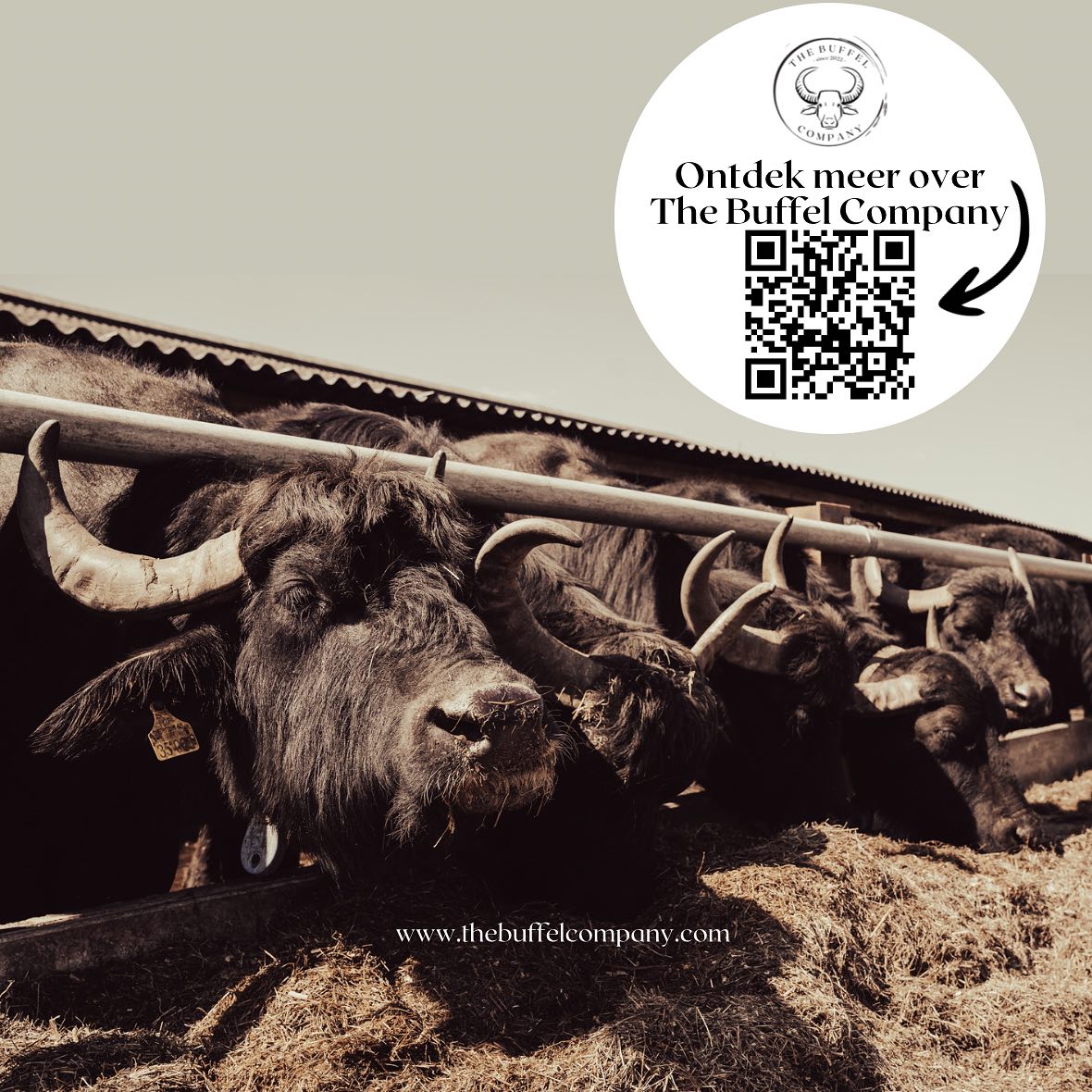 Heb jij de QR code op ons nieuwe... - The Buffel Company | Facebook