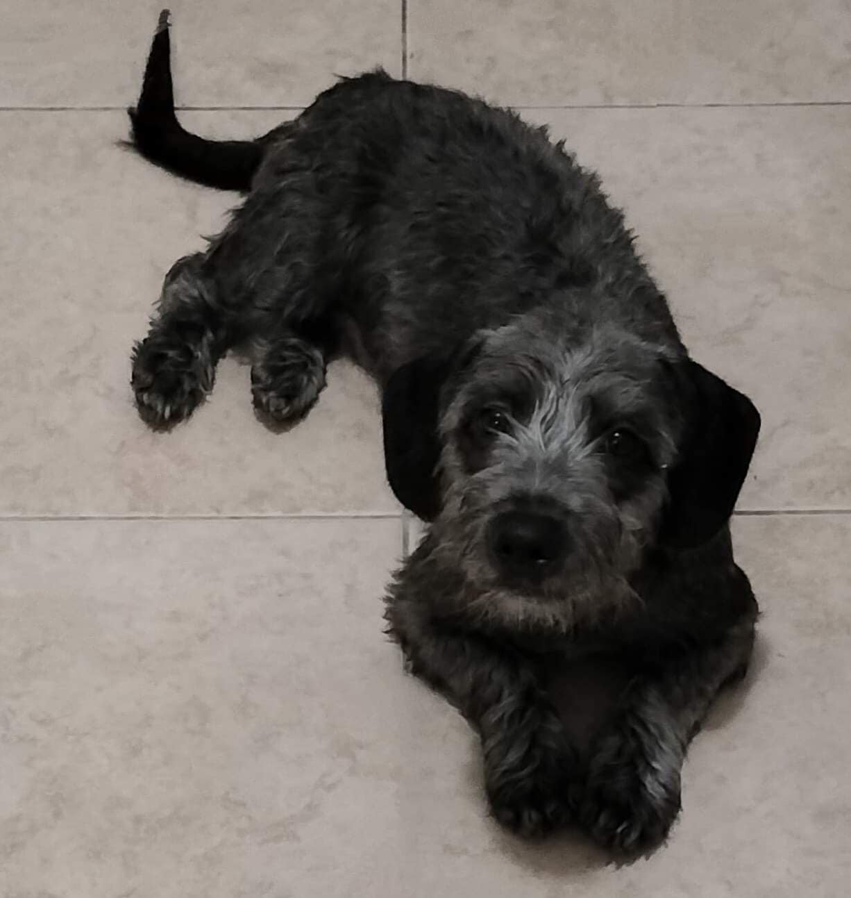 Meet our newest three! Moe Larry... - Better Chance Rescue
