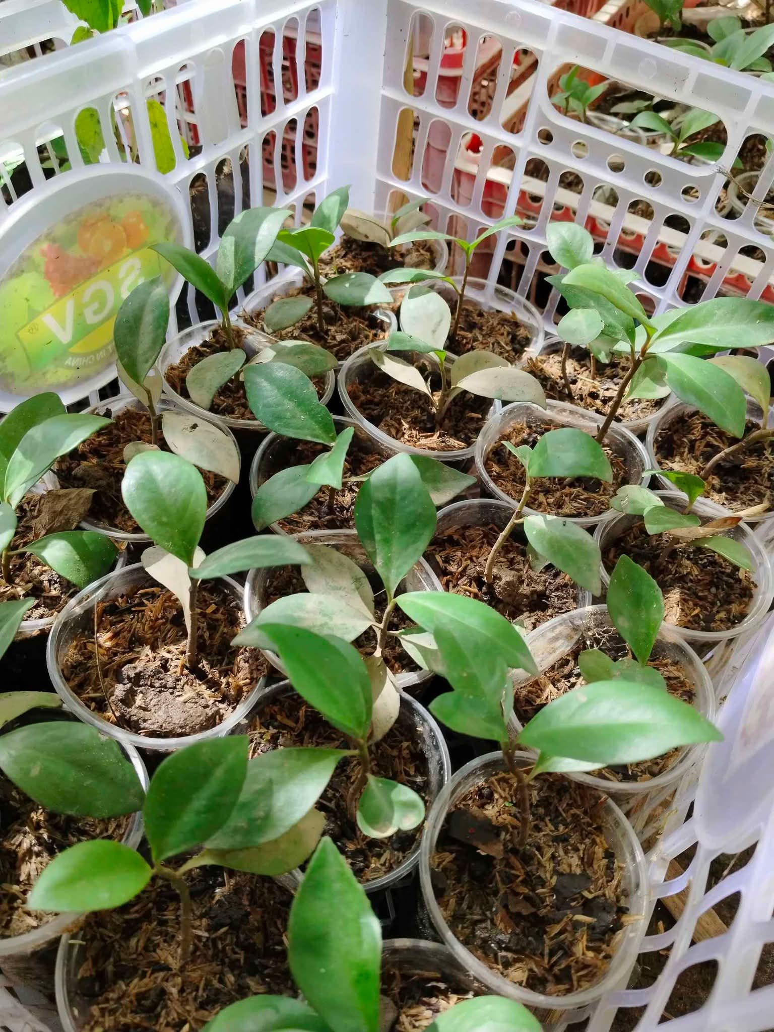 BEEkeeping Philippines | Tagpo seedlings | Facebook