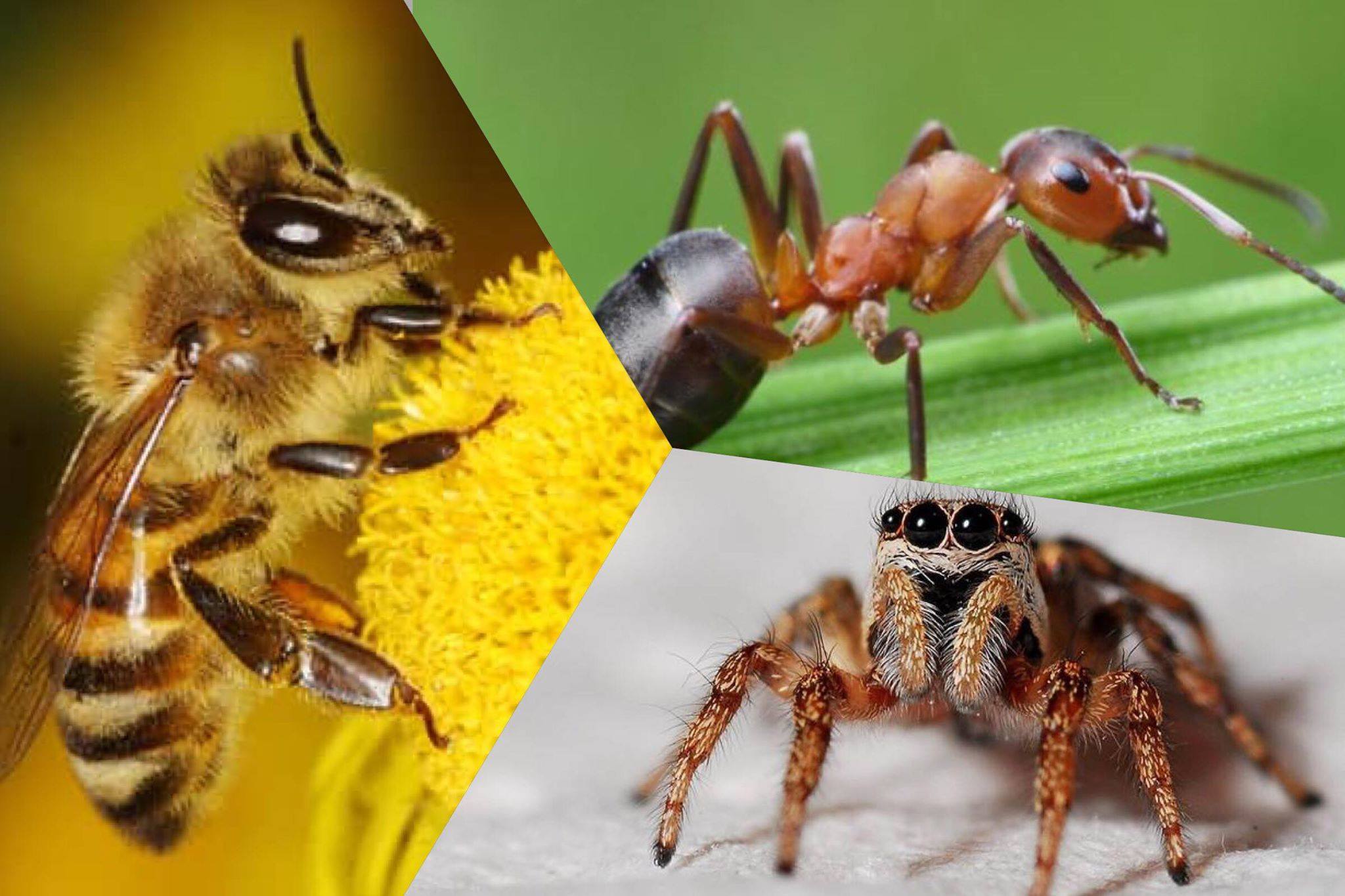 Lucy's Toy Club - Discover Lucy's Amazing World of Bugs! Lucy reveals ...