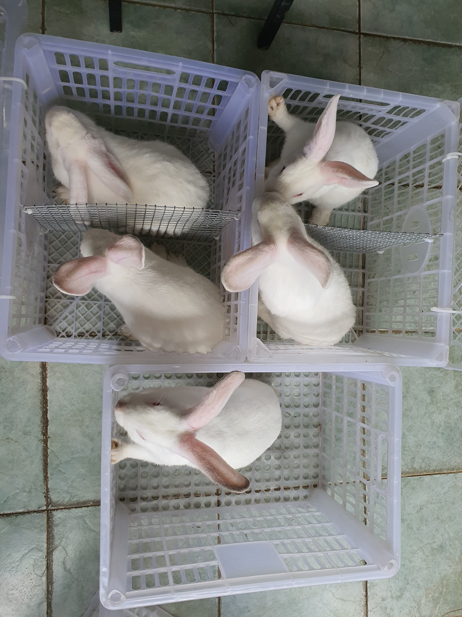 CLA Rabbits PH - 1 Pure Breed Californian Buck(sired by...