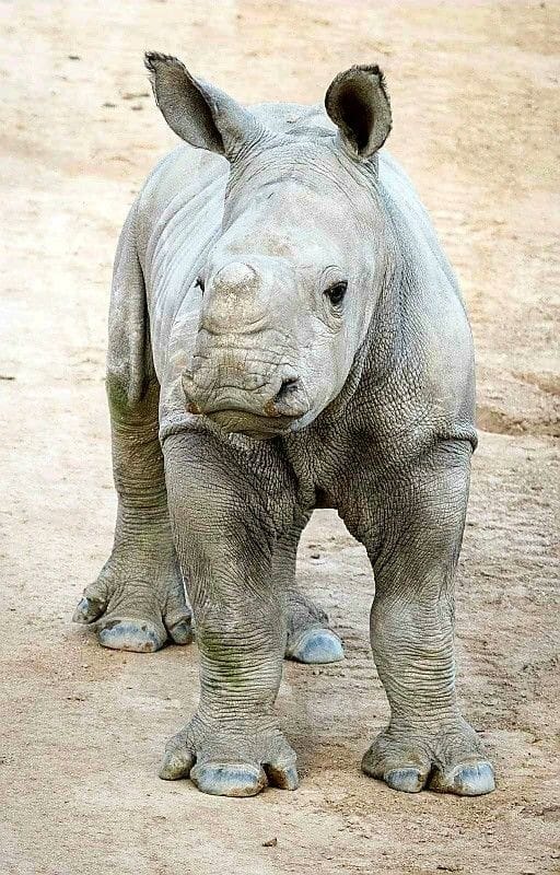 Recently, our teams at The Wilds welcomed our first rhino calf of