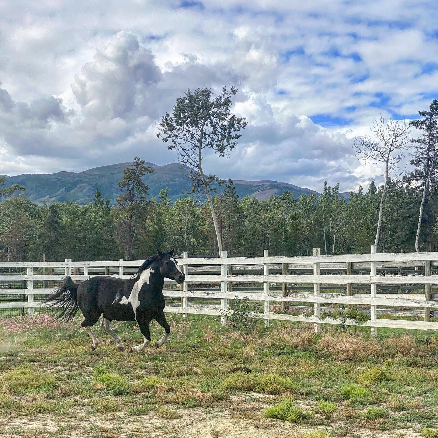 North Star Ranch | Whitehorse YT