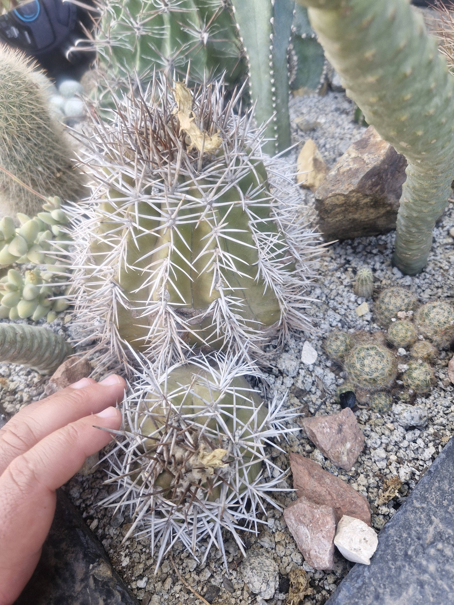 What are the names of these Copiapoa cacti?