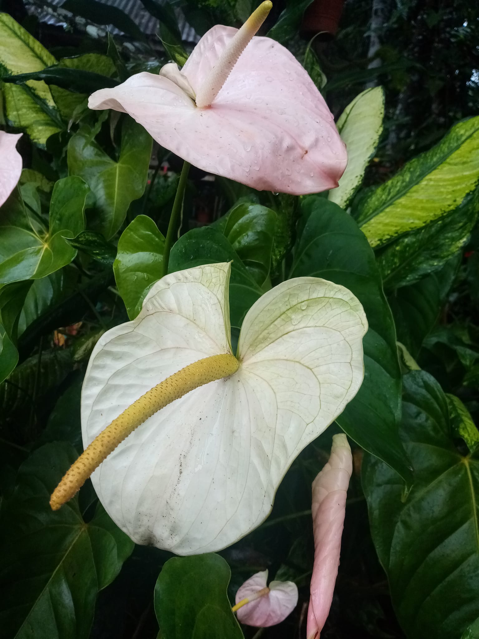 Pink lady anthurium arrangement