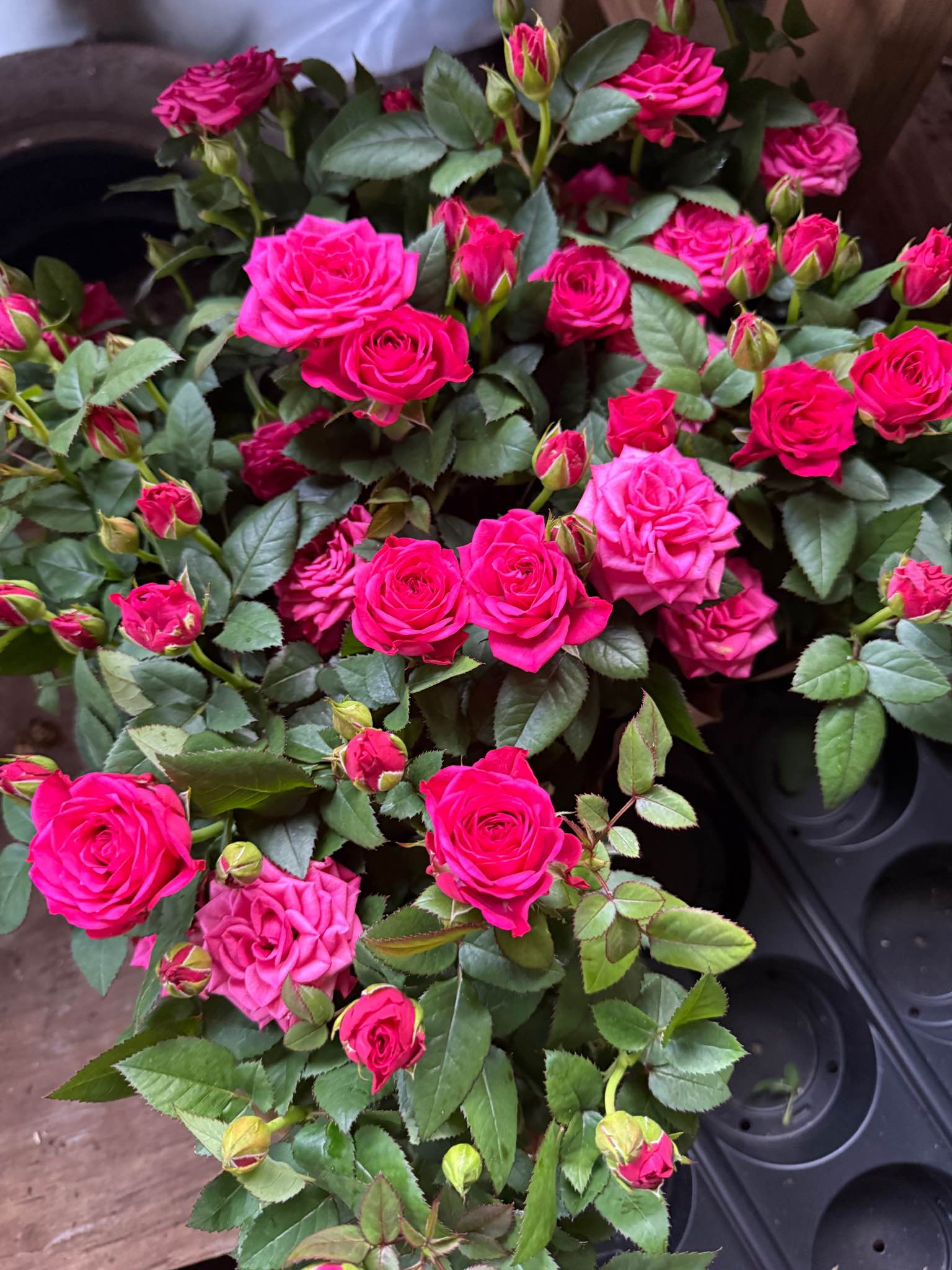 My beautiful people, I just received beautiful mini roses, at a very ...