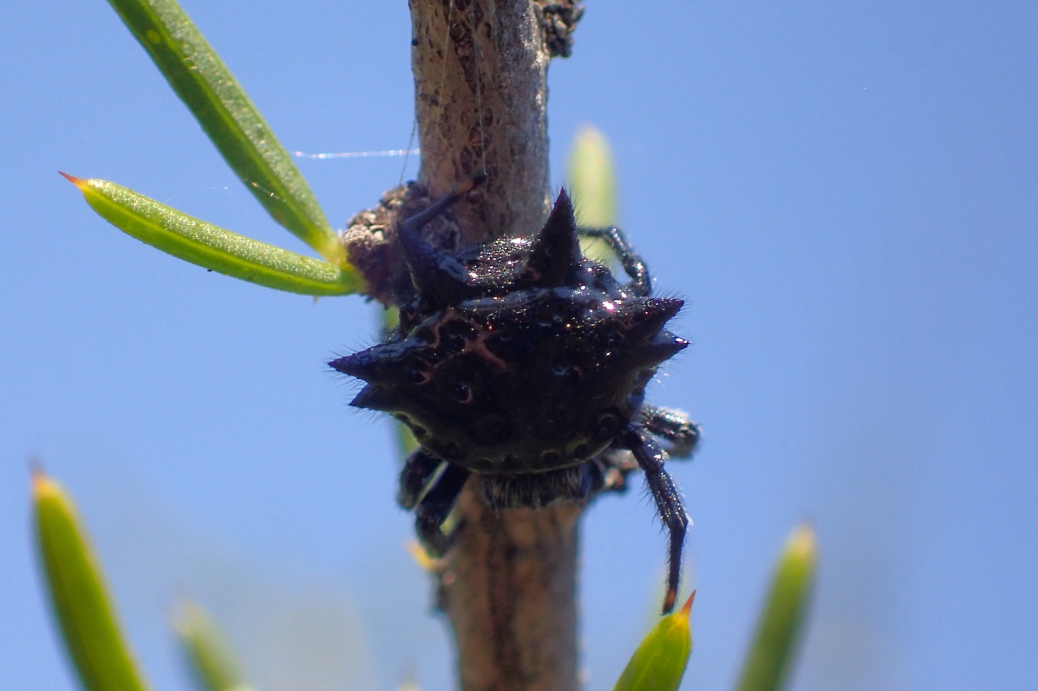 Insects of Perth & South West Western Australia | Hi all. We have juat ...