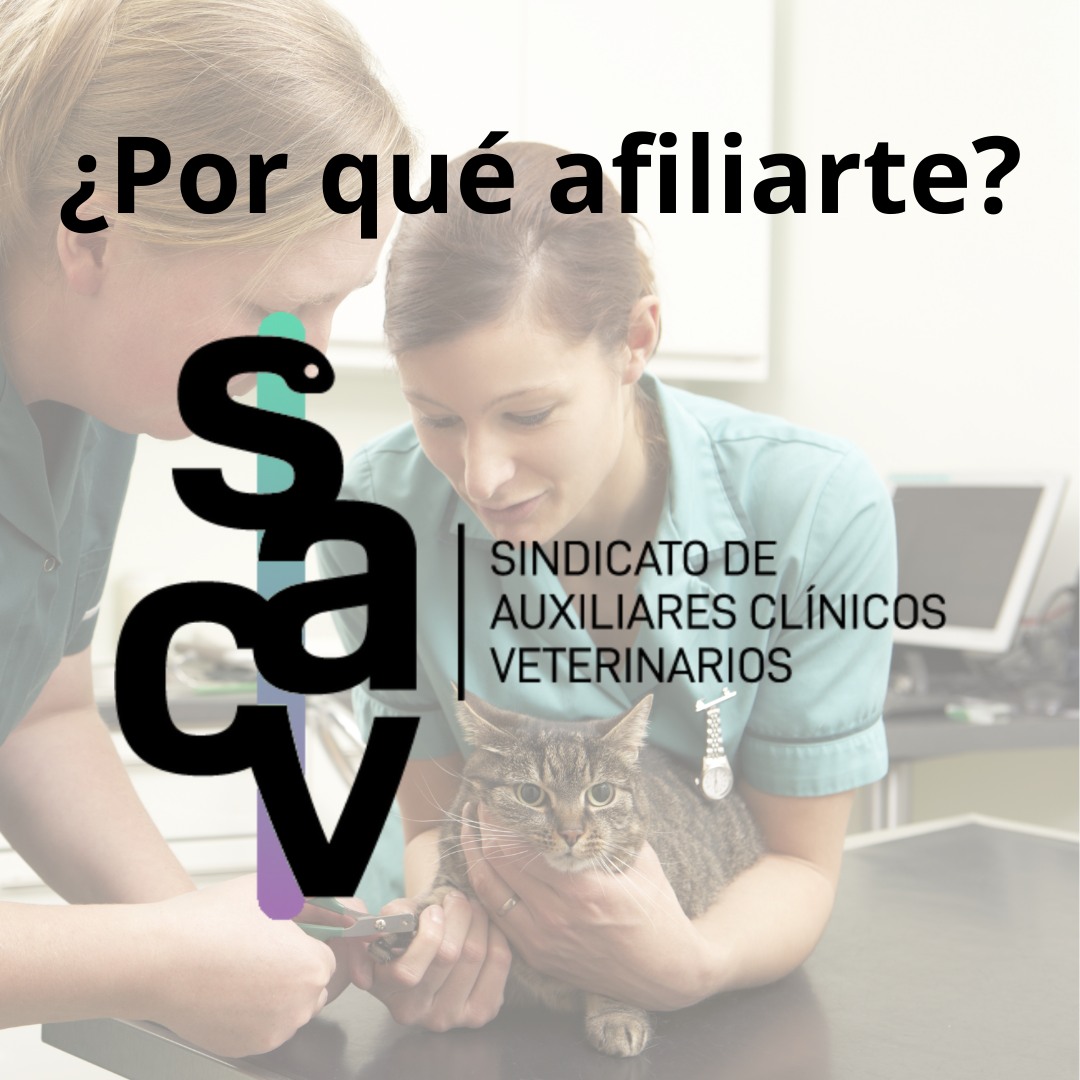 SACV - El SACV nació por y para los ACV, nuestros... | Facebook