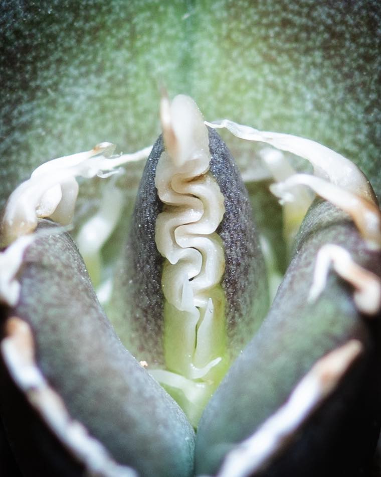 Growing agave oteroi from seeds in Japan