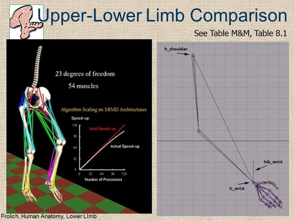 Anatomy Of Lower Limb - Science Of Medicine