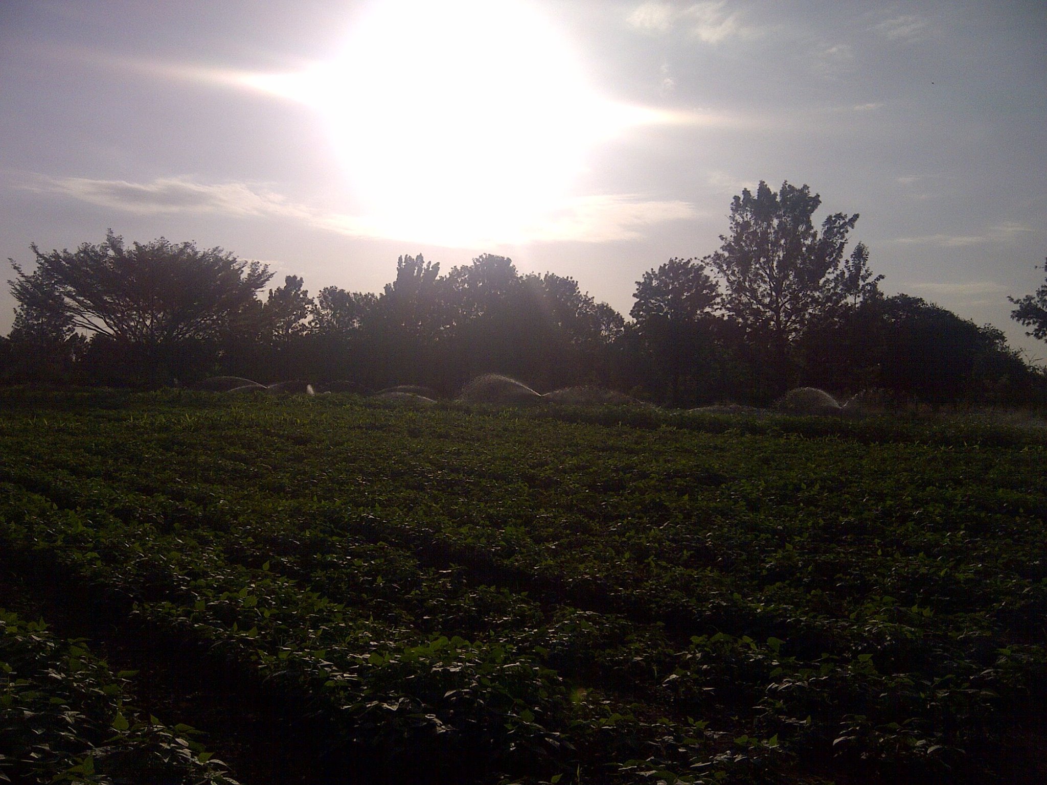 Samar Farm | Maragua