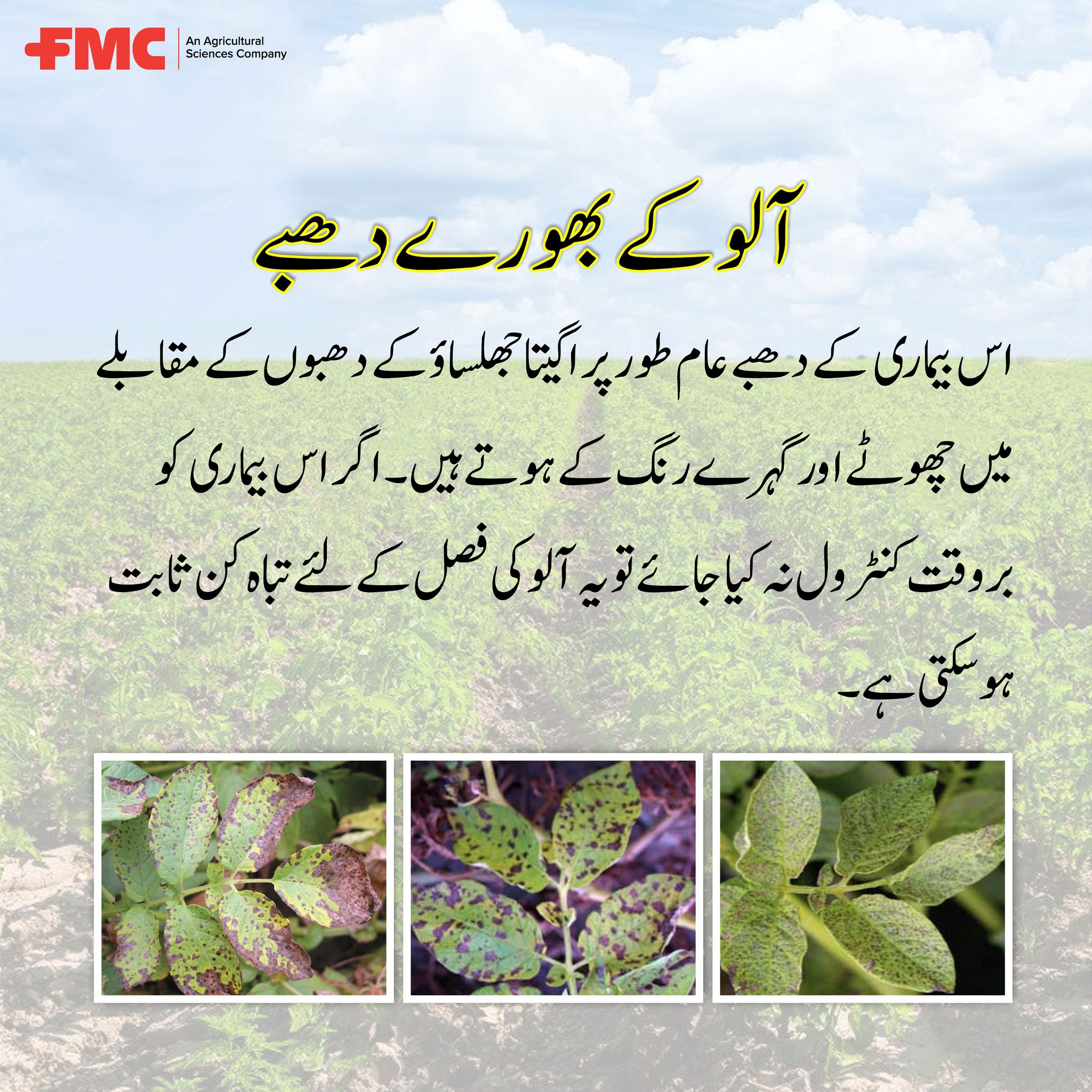 FMC Pakistan - آلو کے بھورے دھبے! مزید معلومات کے لئے ایف ایم سی واٹس ...