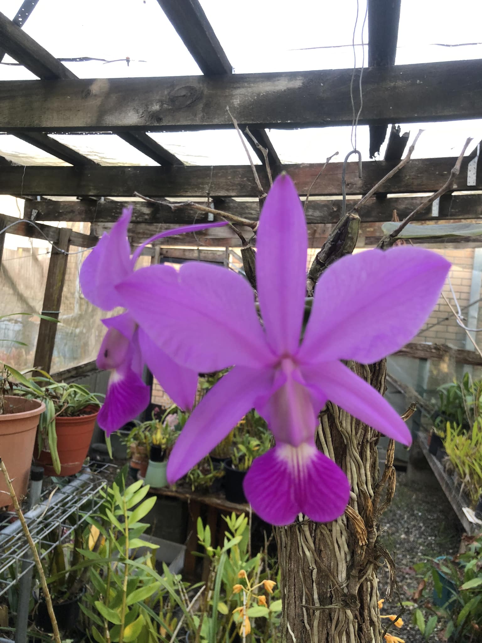 Cattleya walkeriana f.aquinii 'Gifu' (MC) in full bloom. Fragrant