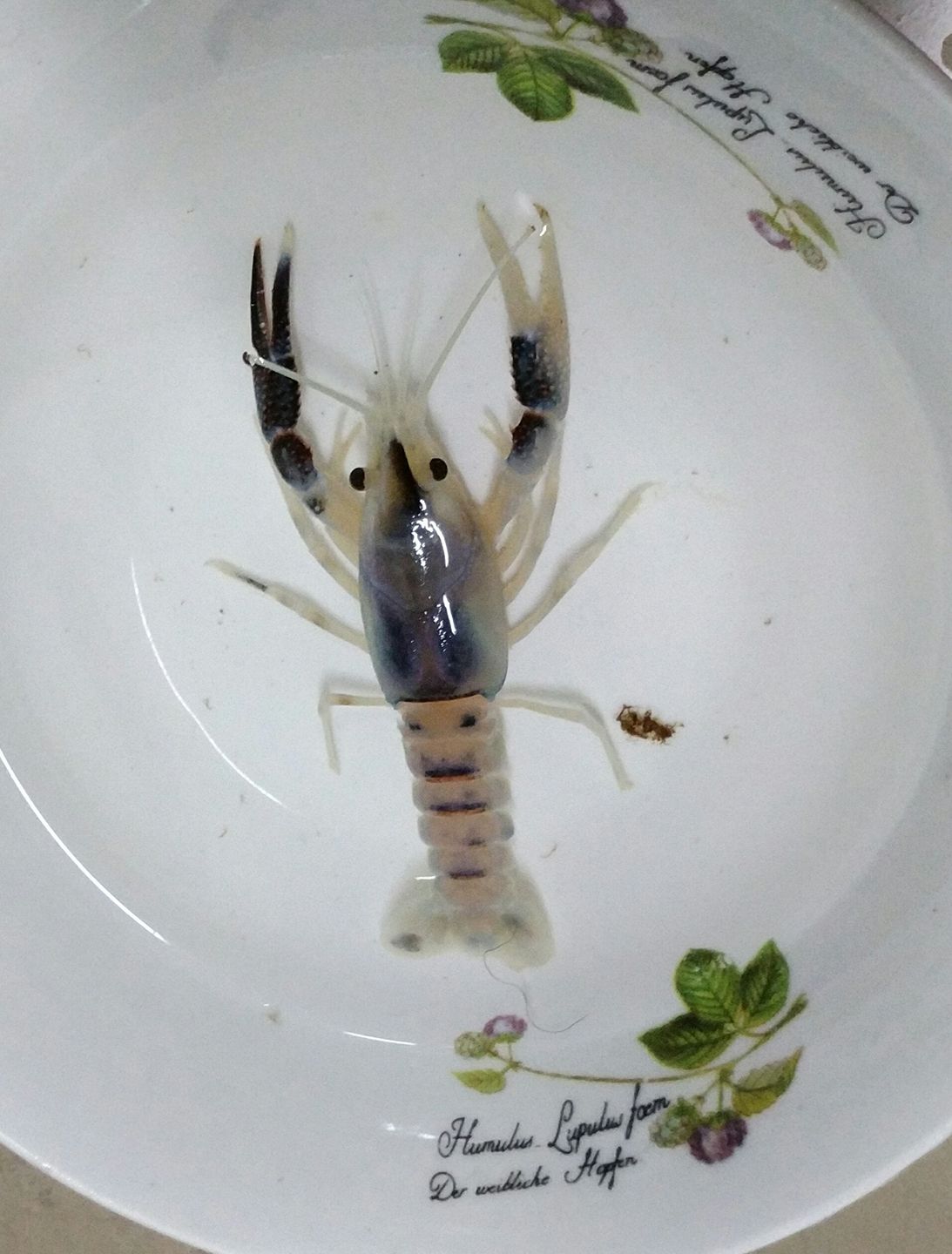 Smile Crayfish