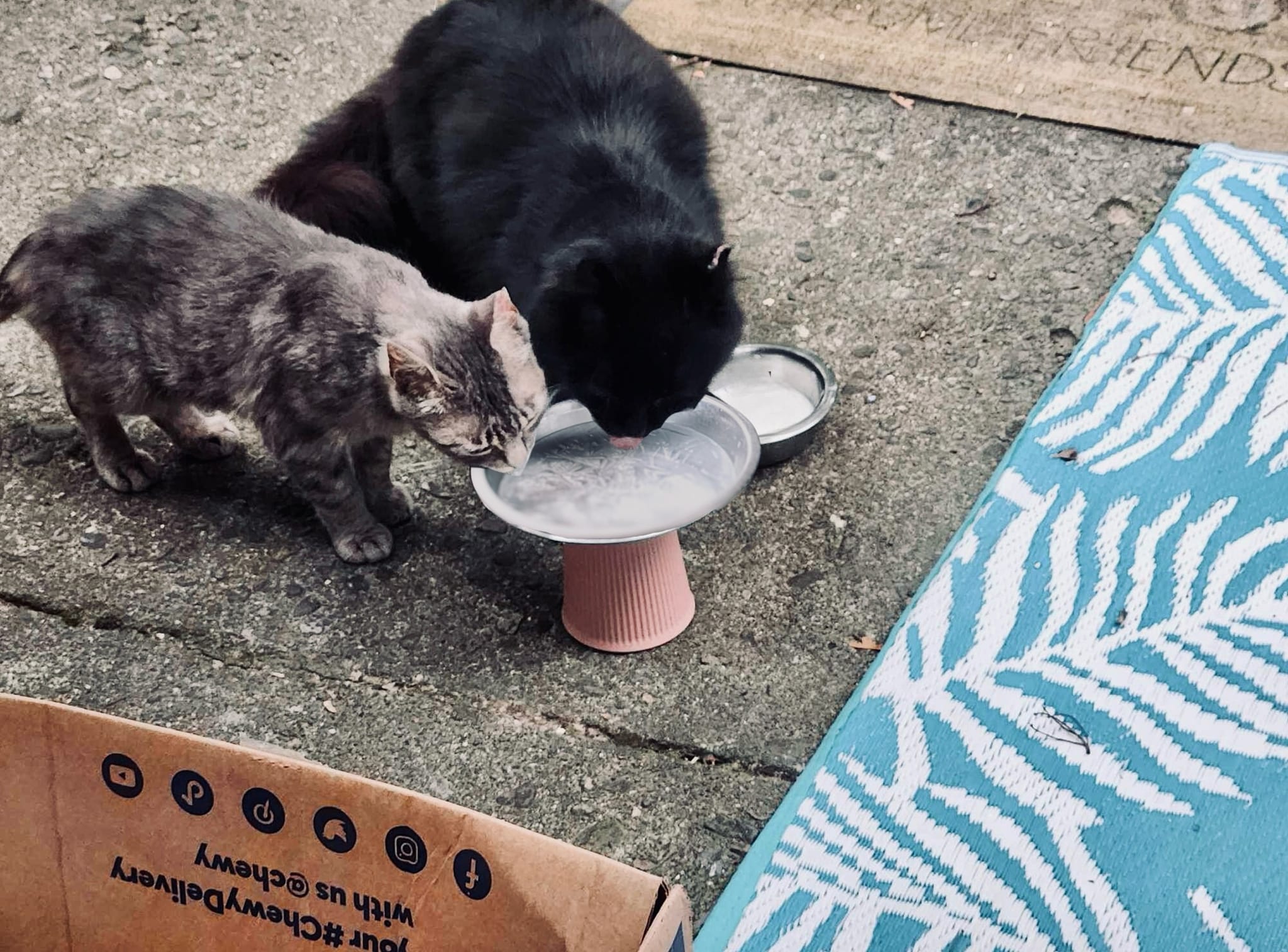 SOS Pet Rescue - A truly wonderful outcome thanks to the...