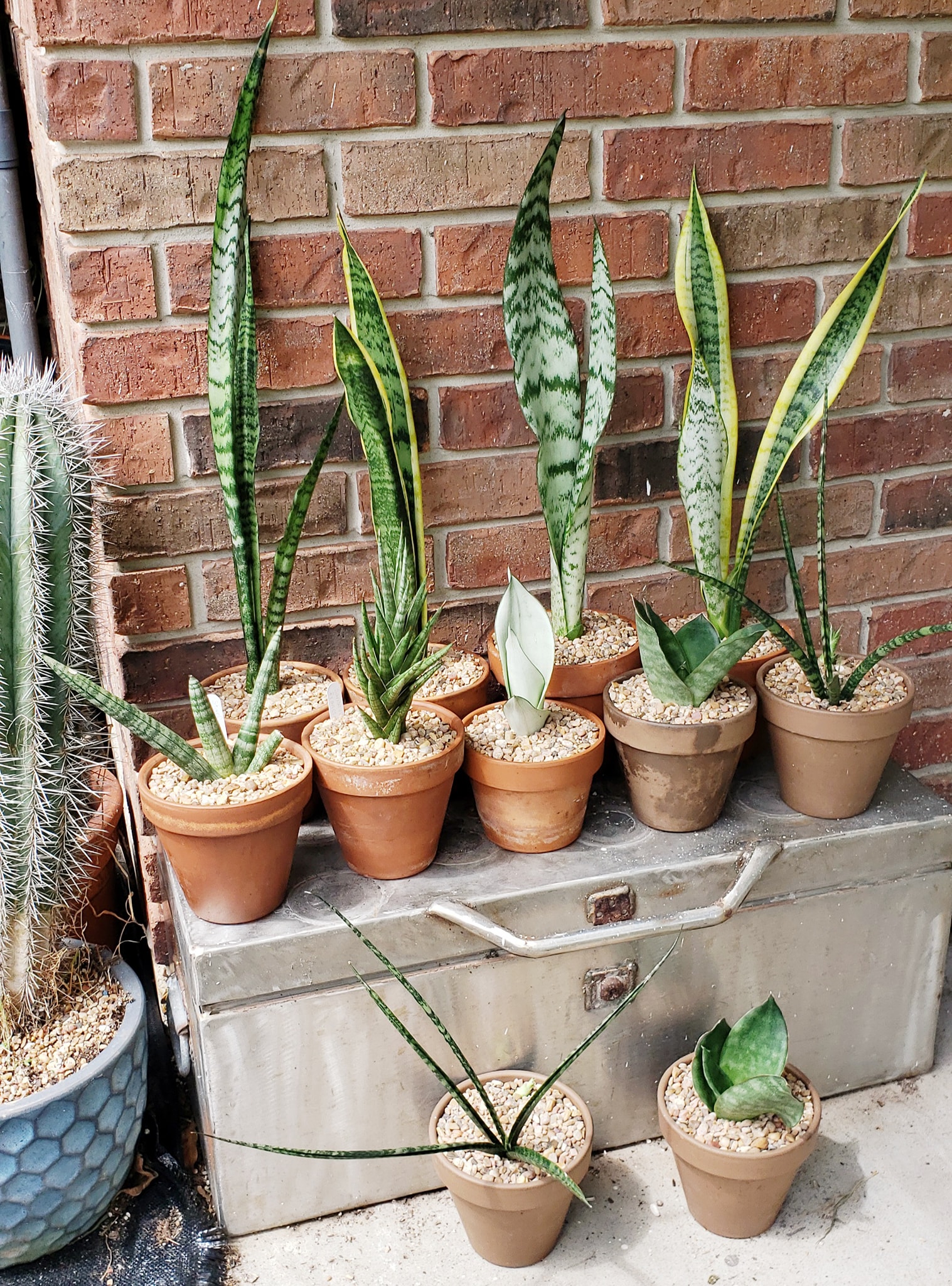 Sansevieria fischeri clump (8 plants - some leaves are slightly