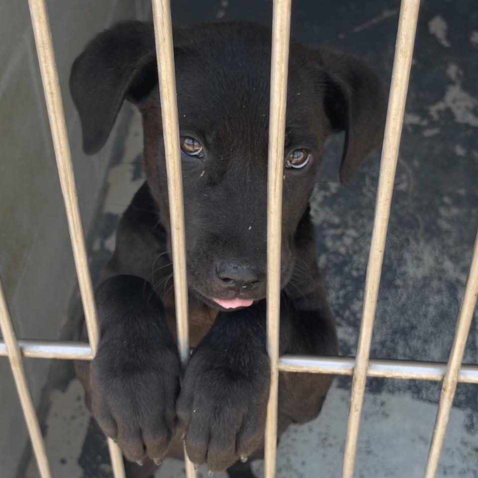 Chicagoland Lab Rescue | Highland Park IL