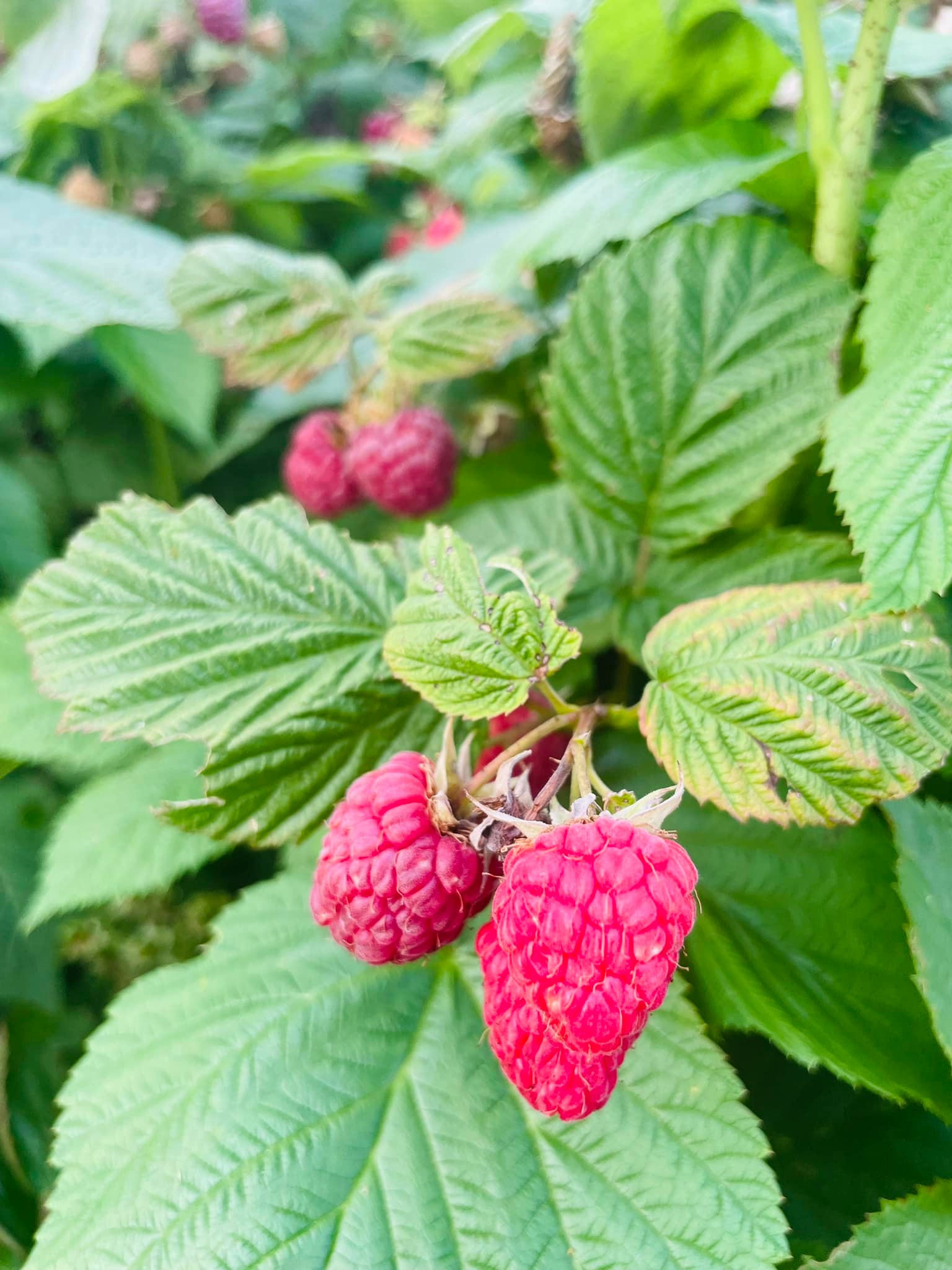 Raspberries are ready!!!! Picked... - Full House Farm, LLC | Facebook