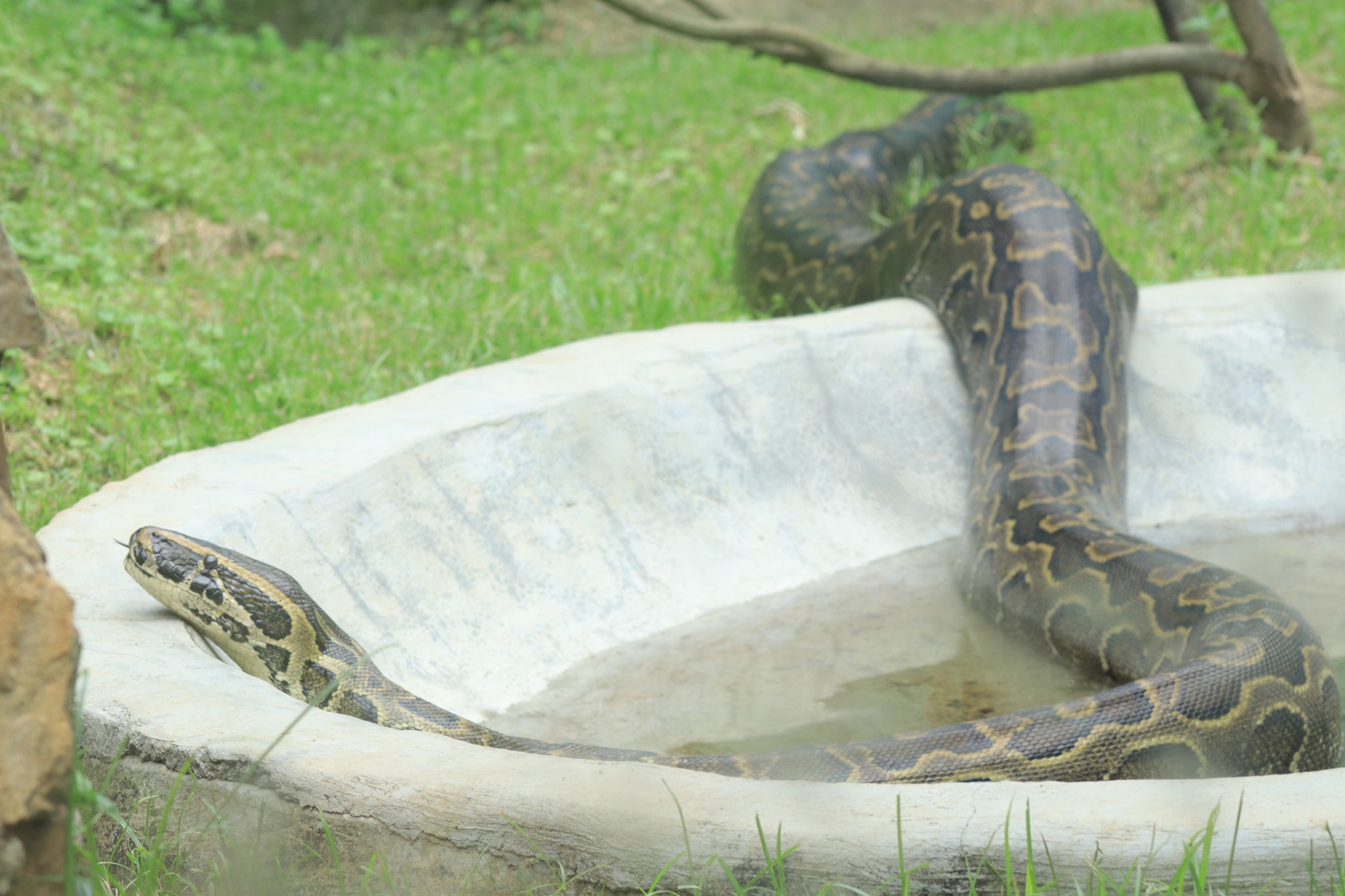 Uganda - An African rock python is a non-venomous snake. It is ...
