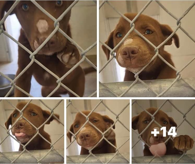 Chicagoland Lab Rescue | Highland Park IL