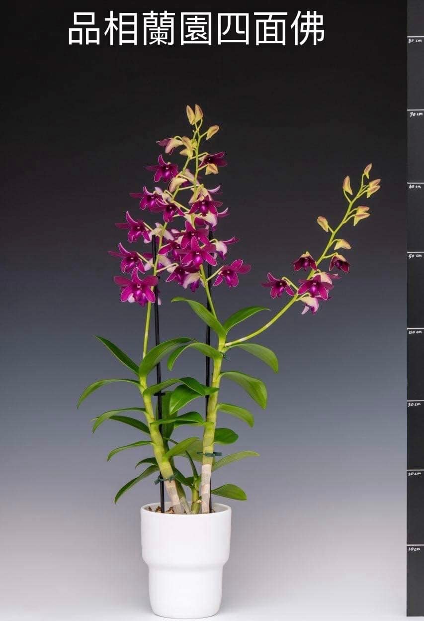 秋石斛蘭四面佛Den. Blue Violetta 開始來花梗了，植株現況如照片，每